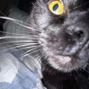 Meet your Posher, Emma